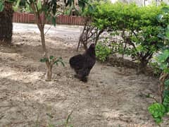 Black Bantam Chicken For Sale in Attock