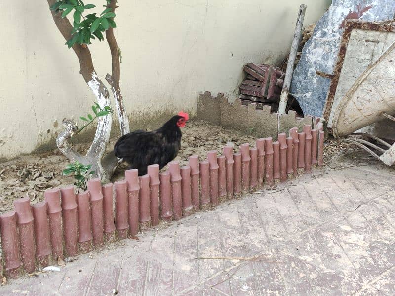 Black Bantam Chicken For Sale in Attock 1