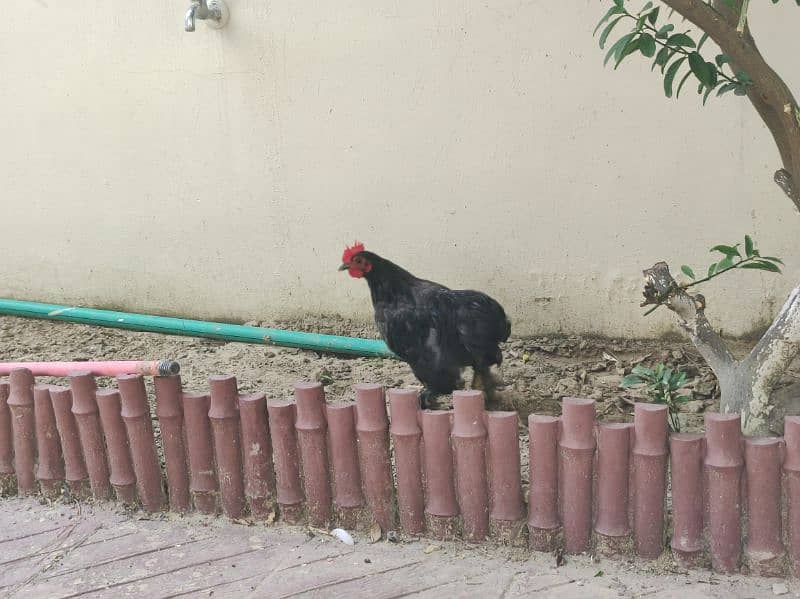 Black Bantam Chicken For Sale in Attock 2