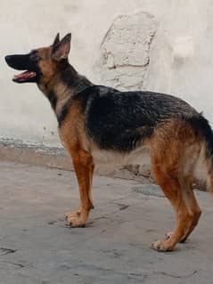 German shepherd female