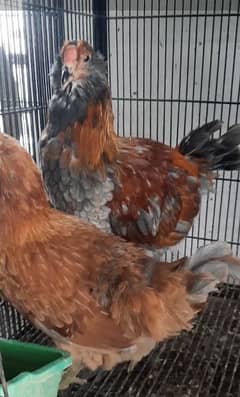 amerucana hen blue eggs poultry