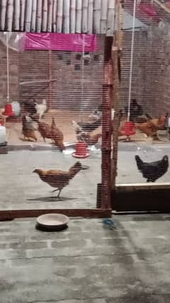 golden misri hen for sale