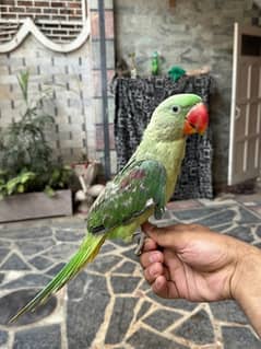 kashmiri Raw Male parrot with Big Cage