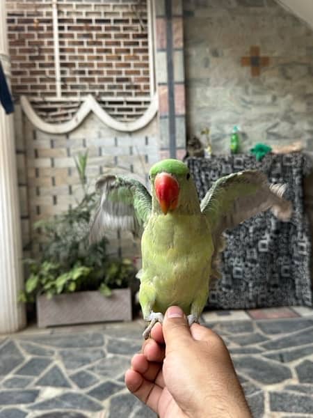 kashmiri Raw Male parrot with Big Cage 1