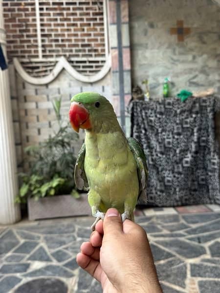 kashmiri Raw Male parrot with Big Cage 3