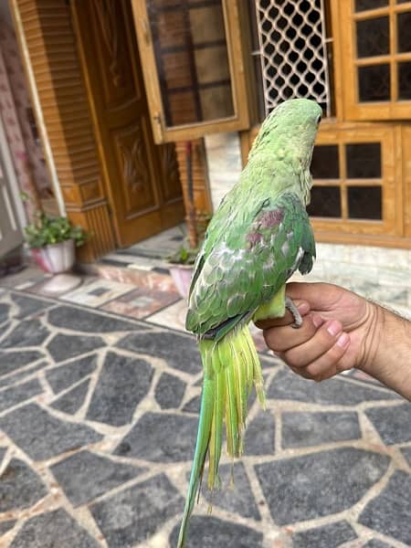 kashmiri Raw Male parrot with Big Cage 4