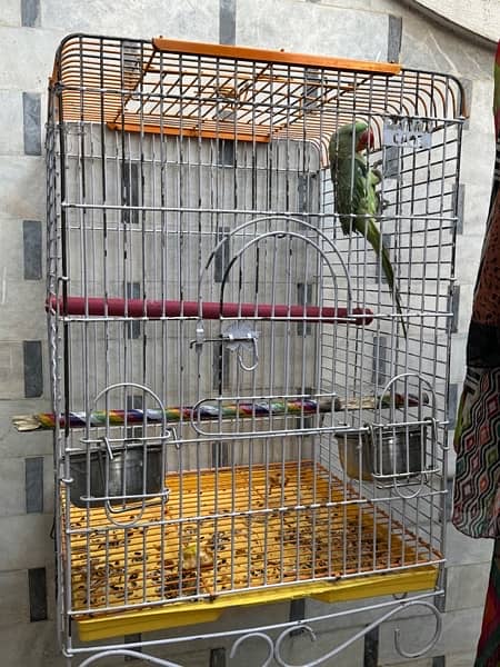 kashmiri Raw Male parrot with Big Cage 5