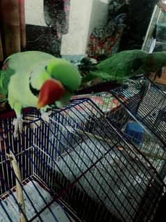 Raw Parrot Green Neck For sale Male Handthame