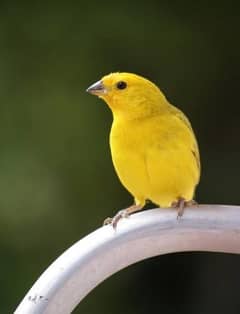 singing Canary for sale in Lahore