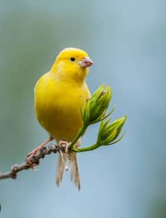 singing Canary for sale in Lahore