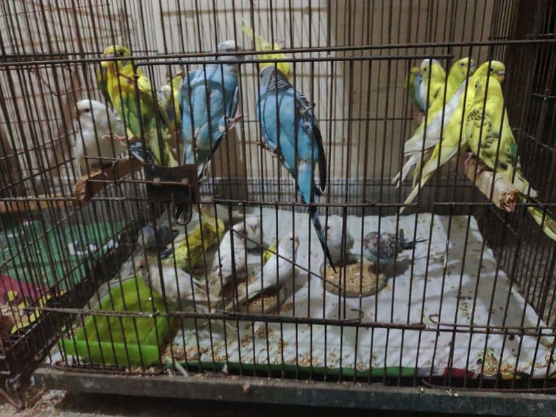 Australian Budgies Parrots 0