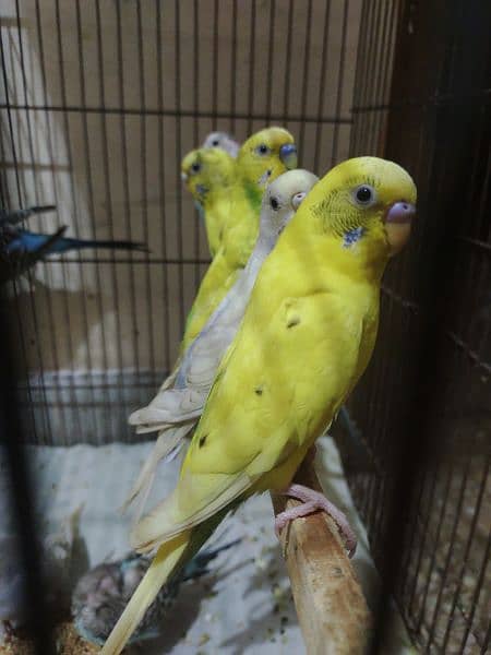 Australian Budgies Parrots 1