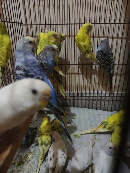 Australian Budgies Parrots 2