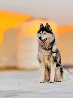 Pure Siberian Husky Odd eyes