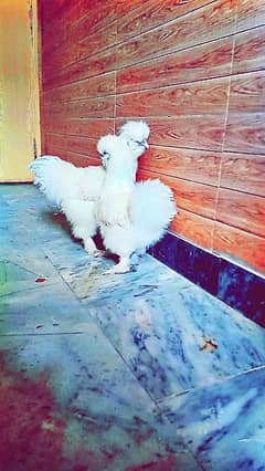 silkie