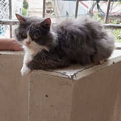 Persian cat for sale