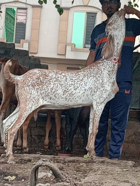 Urgent Makkhi cheeni Gabban Bakri Sale 1