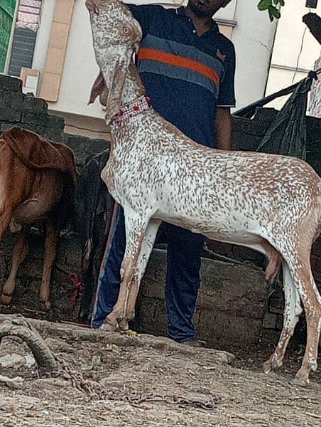 Urgent Makkhi cheeni Gabban Bakri Sale 2