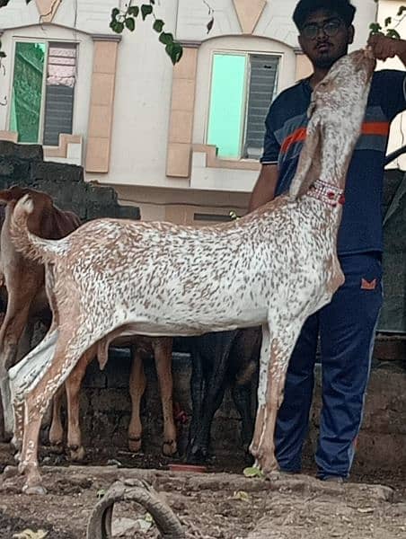 Urgent Makkhi cheeni Gabban Bakri Sale 3