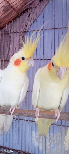 cream cockatiel breeder pair with 2 male chicks 0