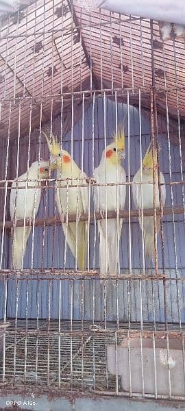 cream cockatiel breeder pair with 2 male chicks 2