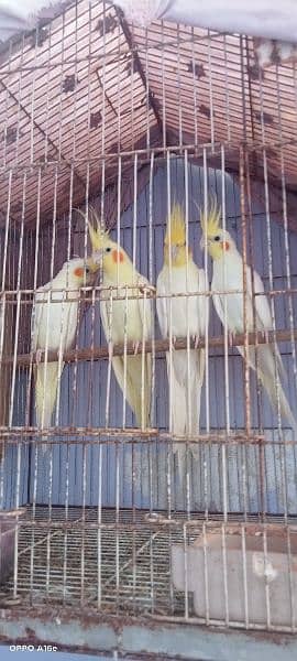 cream cockatiel breeder pair with 2 male chicks 3