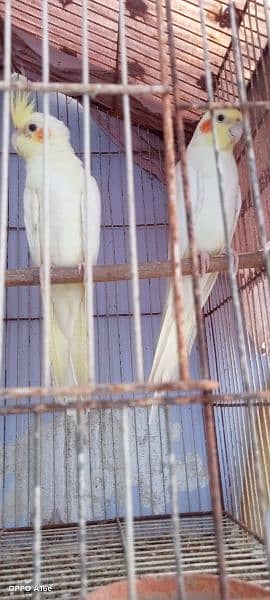 cream cockatiel breeder pair with 2 male chicks 4