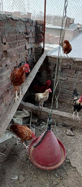 Male hens 1