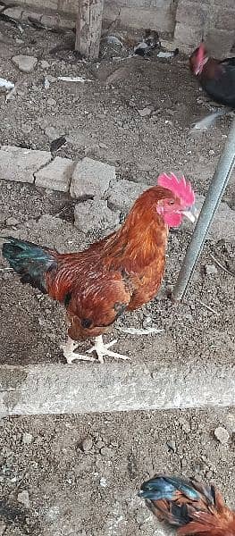 Male hens 4