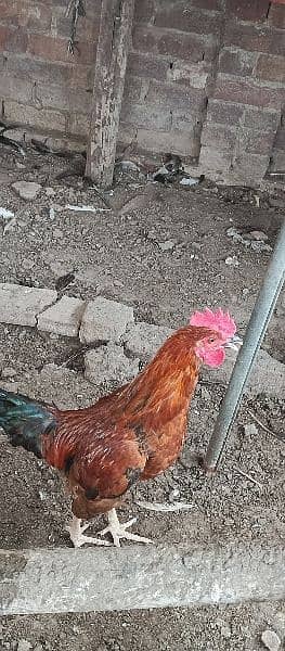 Male hens 5