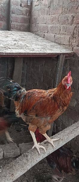 Male hens 6