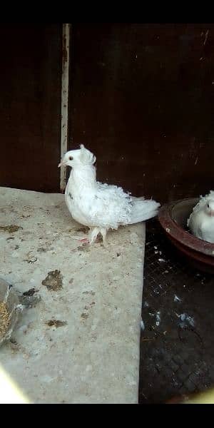 pigeon 6