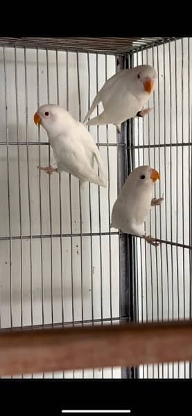 Lovebird Male Female for Sale | With DNA Certificate 3