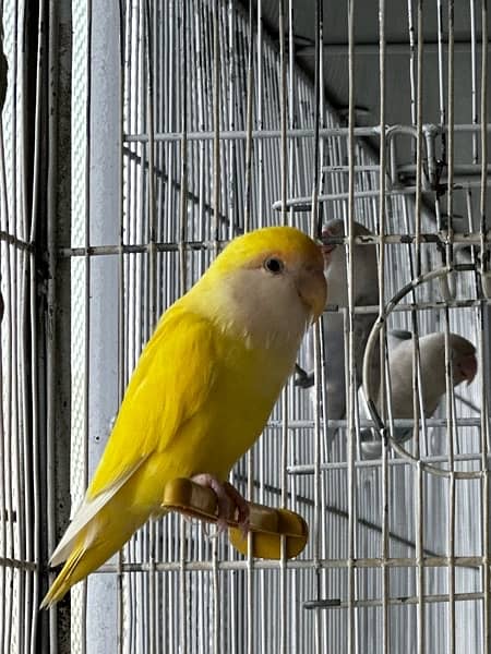 Lovebird Male Female for Sale | With DNA Certificate 4