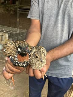 black francolin kala teetar pair