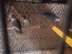 lovebirds for sale