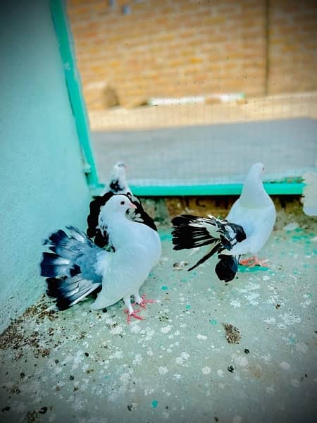 1 breeder pair of pigeons and 1 small pair of 4month 1