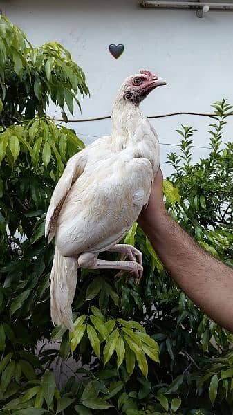 old blood line mushki female  and also heera patha for sale 5