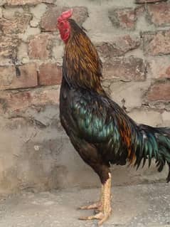 aseel chicks whtsapp 03054849708 urgent sale