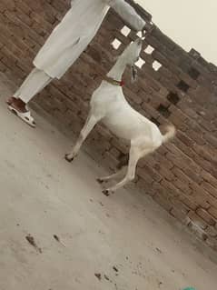 doodh wali Bakri urgent for sale call WhatsApp 03426615268