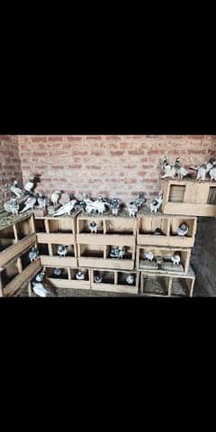 pigeons pair and single available