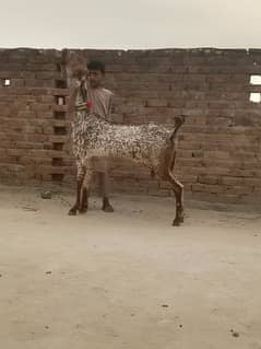 makhi chini Bakri urgent for sale call whattsapp 03426615268