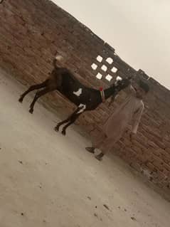 desi Gabban bakri urgent for sale call WhatsApp 03426615268