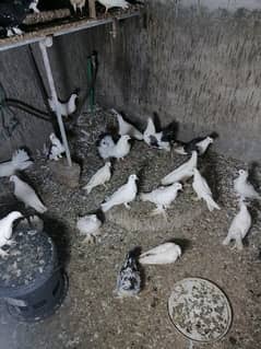 Pigeons for sale