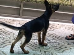 German shepherd puppy