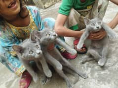 British Short Hair Kittens for sale