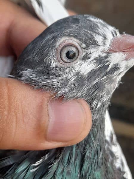 rampuri teddy sialkoti ferozpuri kabootar kabutar pigeons for sale 2