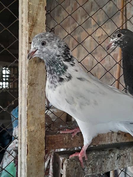 rampuri teddy sialkoti ferozpuri kabootar kabutar pigeons for sale 3