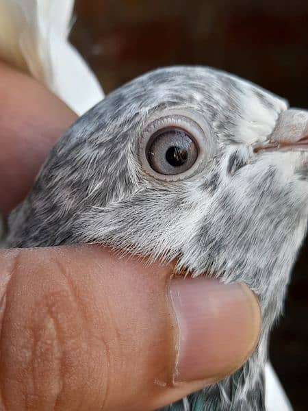 rampuri teddy sialkoti ferozpuri kabootar kabutar pigeons for sale 4