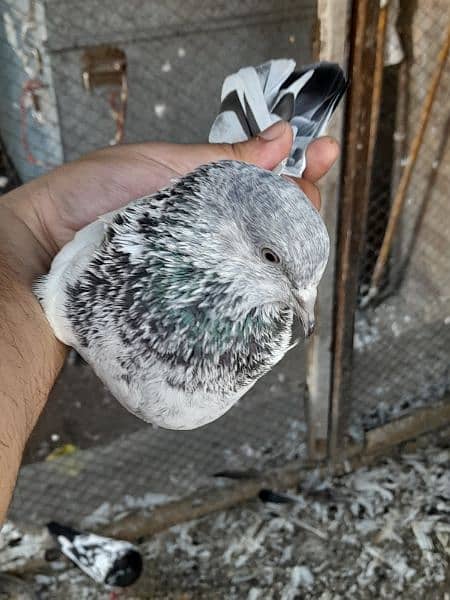 rampuri teddy sialkoti ferozpuri kabootar kabutar pigeons for sale 5